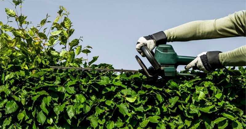 Best Electric Hedge Trimmer